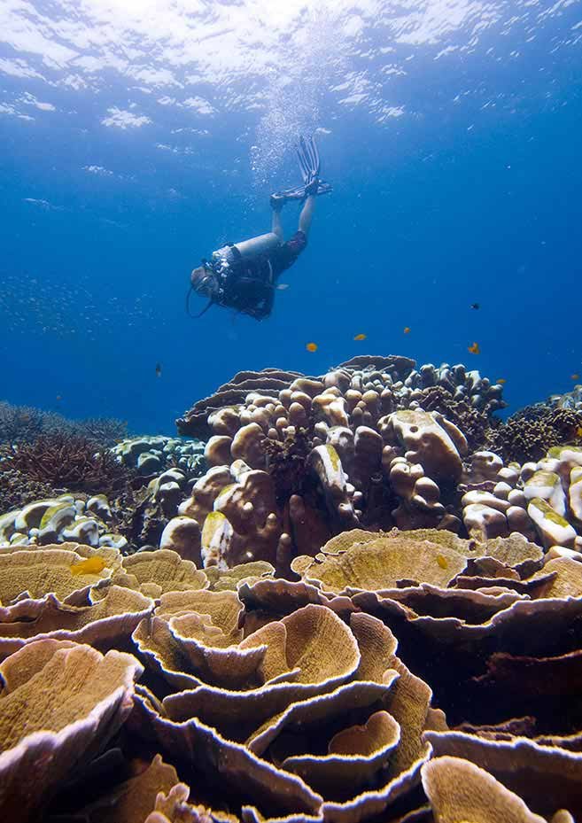 Fun Diving In Malaysia On Tioman Island - Explore Some Of Asia's Best ...