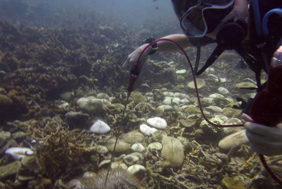 Helping_The_Ocean - Diving Tioman Island in Malaysia